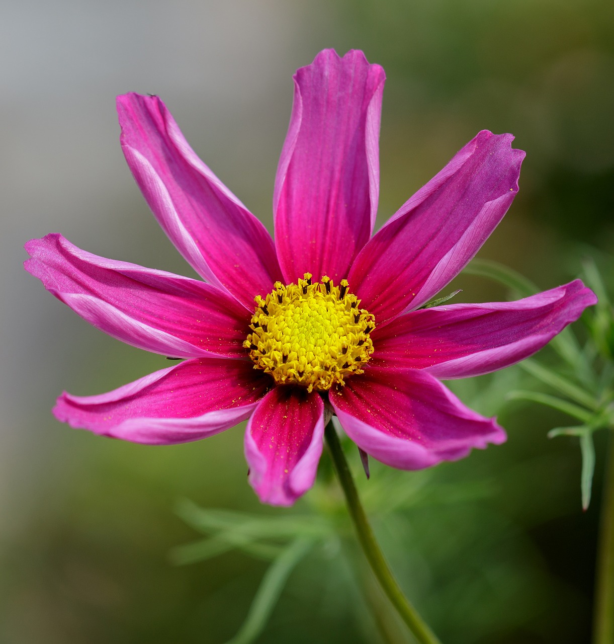 flower pink pink flowers free photo