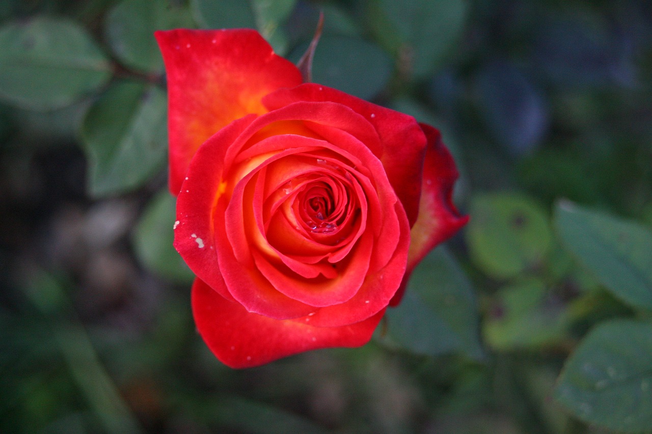 flower rose red free photo