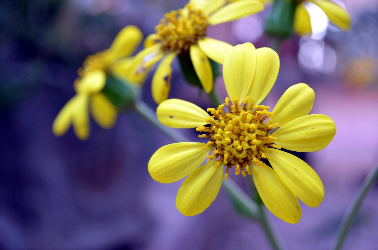 flower garden yellow free photo