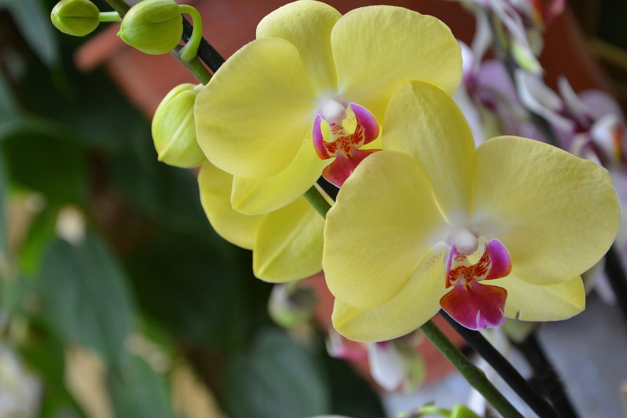 flower yellow orchid decorative free photo