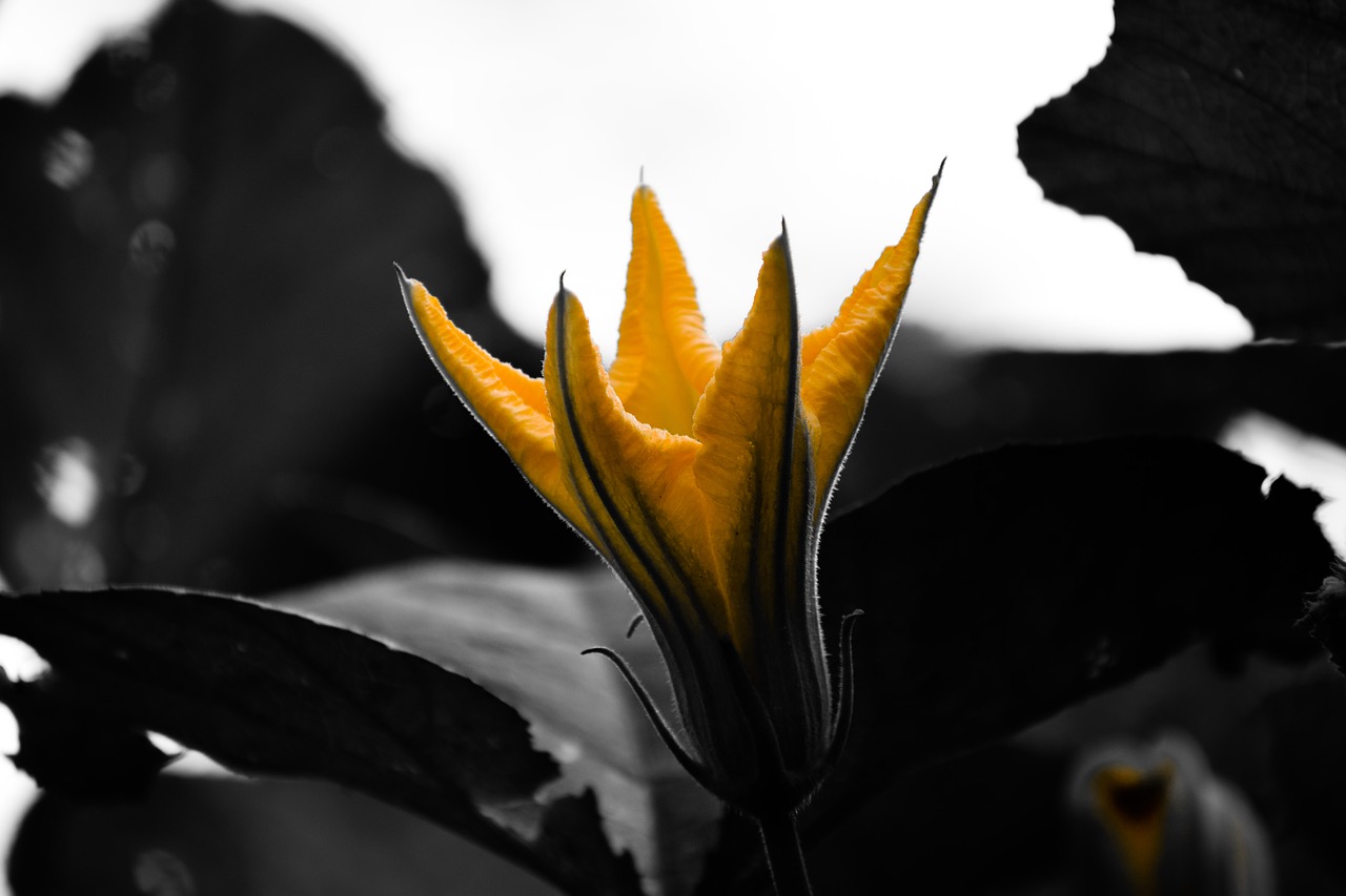 flower black yellow free photo