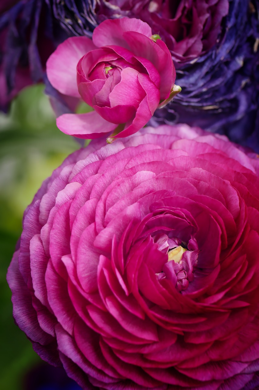 flower peony spring free photo