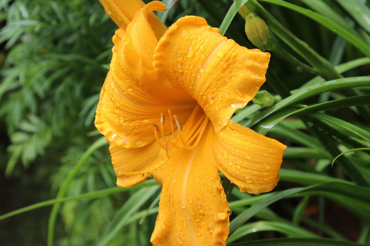 flower yellow yellow flower free photo