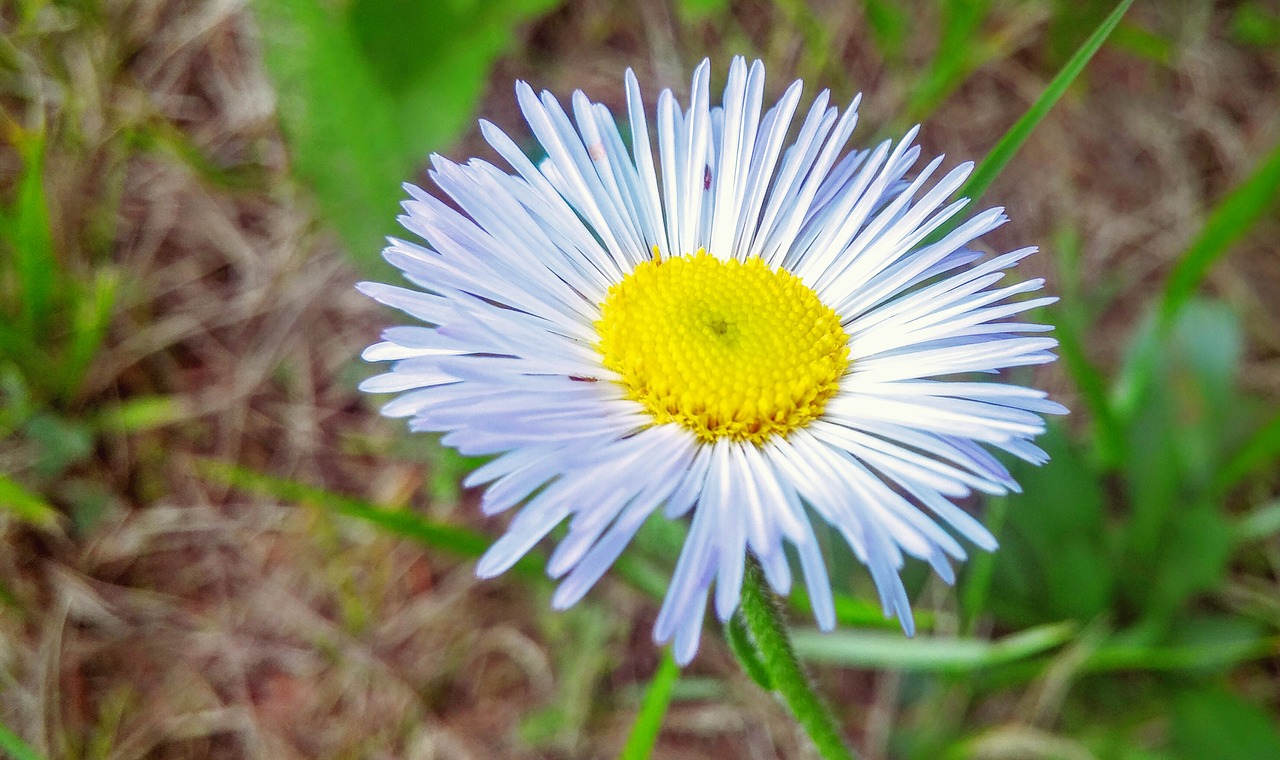 flower nature wildlife free photo