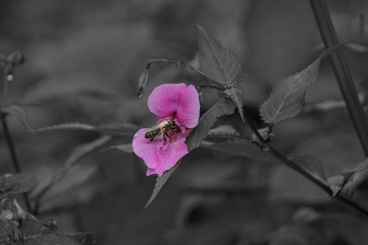 flower bee pink free photo