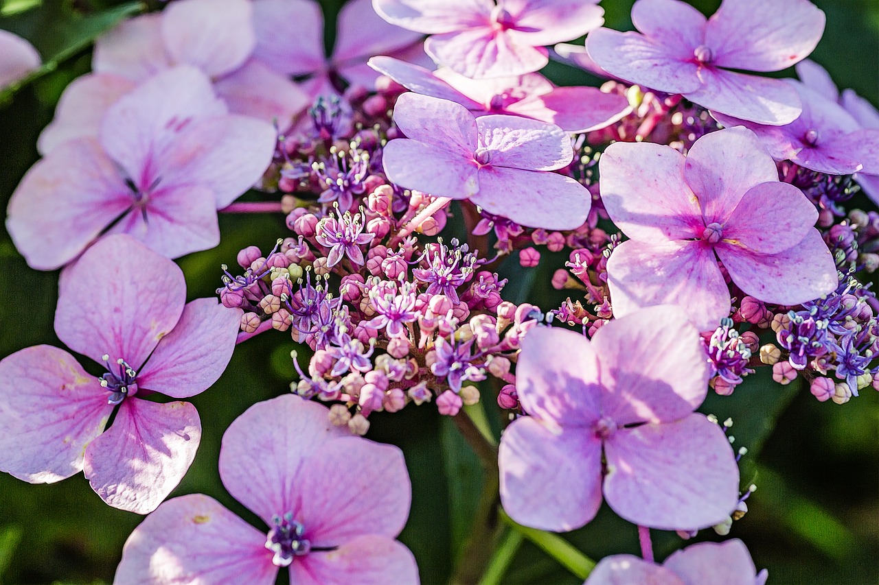 flower blossom bloom free photo