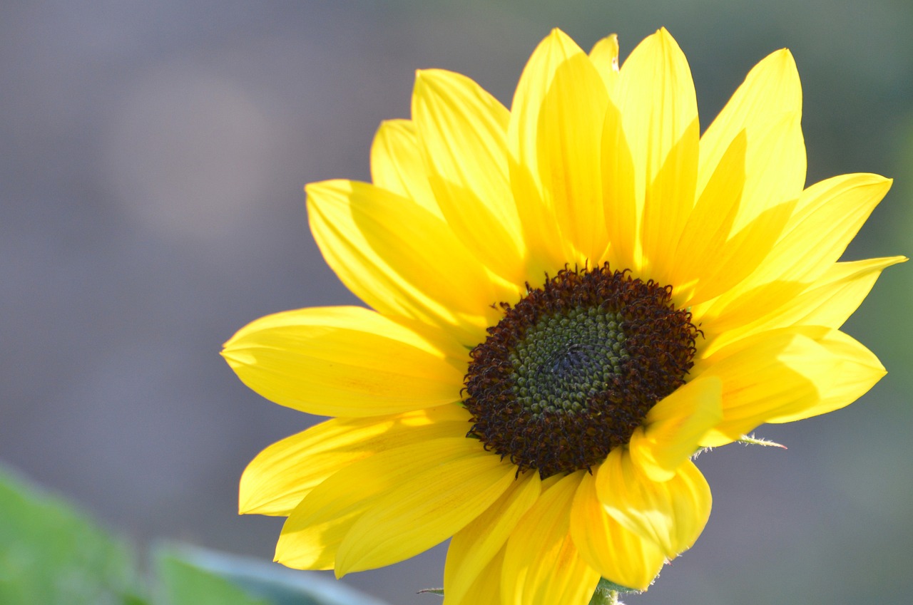 flower sunflower plant free photo