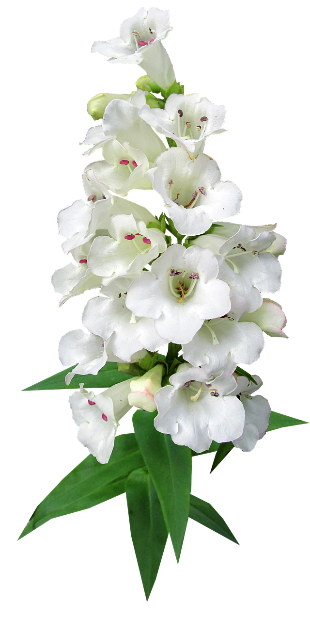 flower stem white free photo