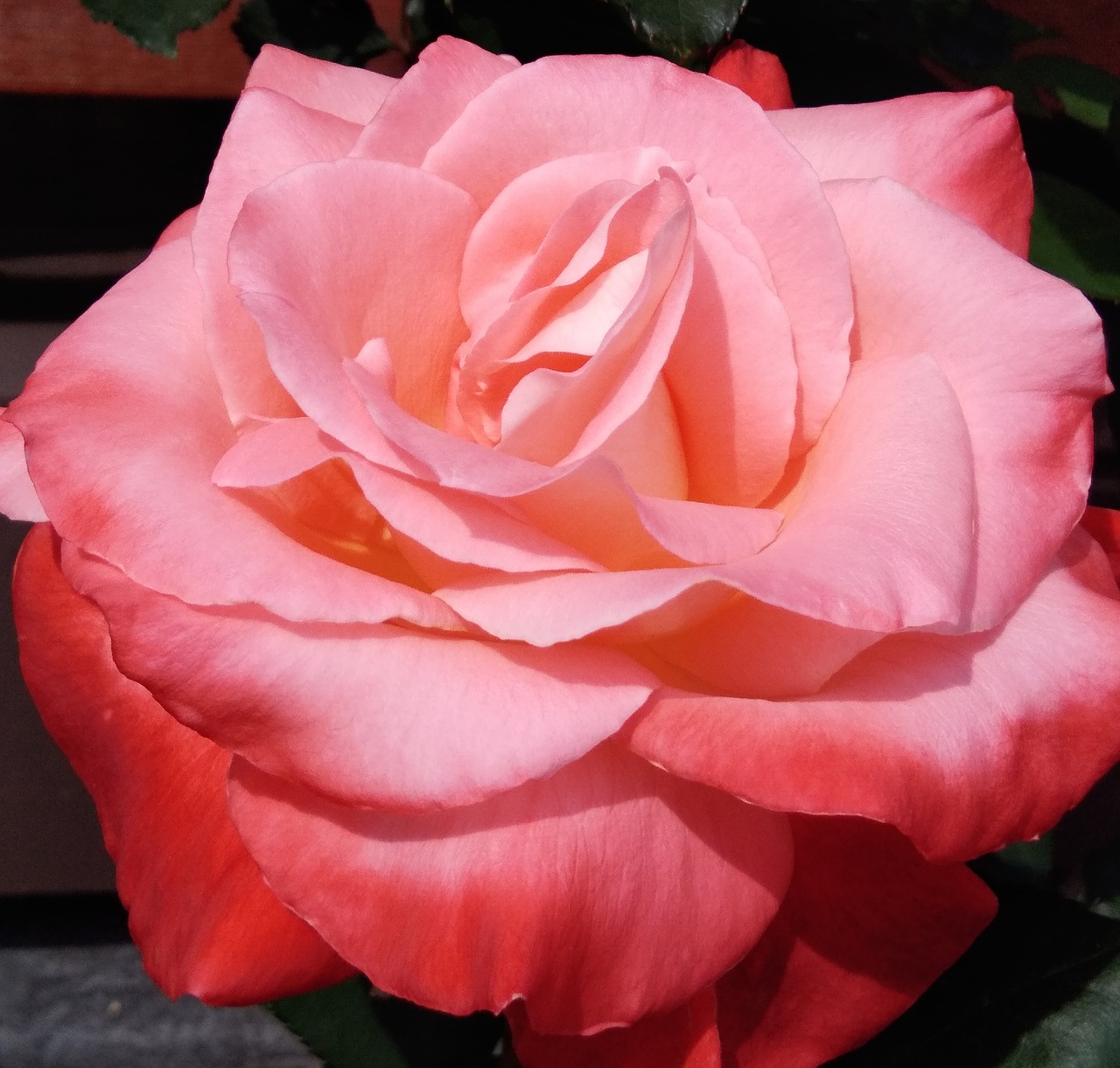 flower rose pink rose free photo