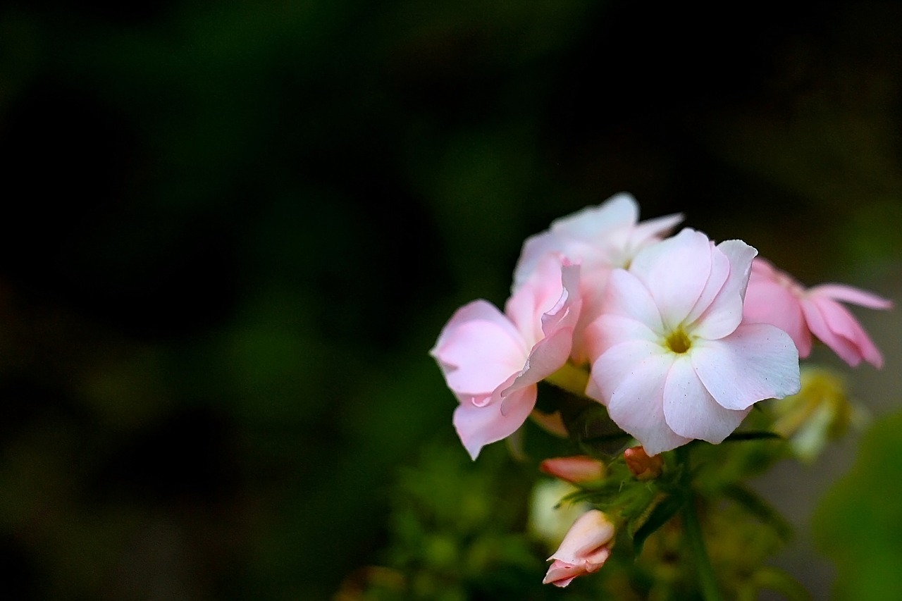 flower nature summer free photo