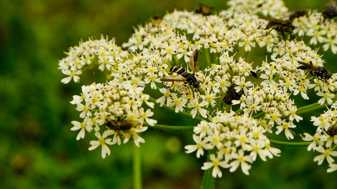 flower insect forest free photo