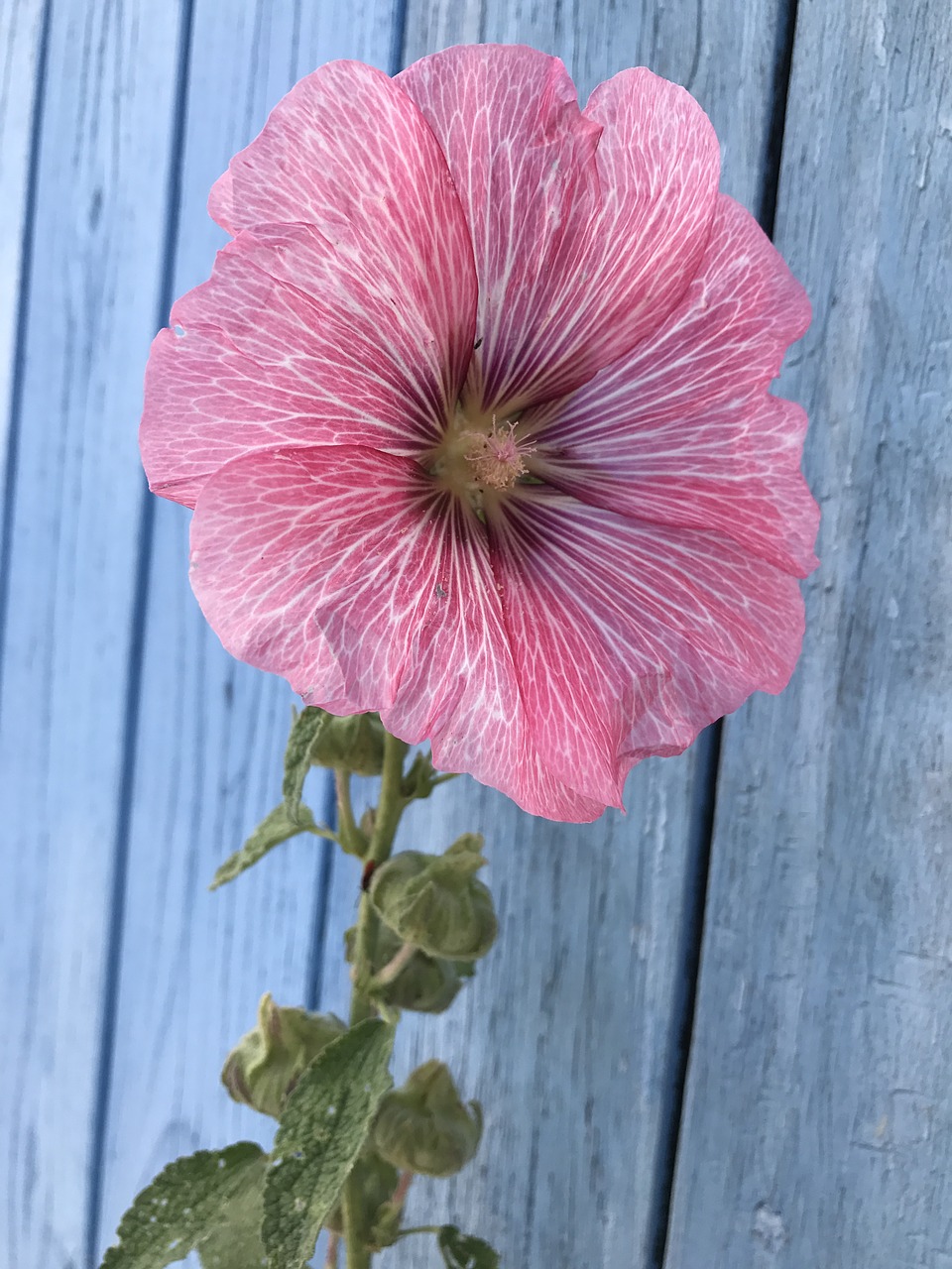 flower island of oleron charente-maritime free photo