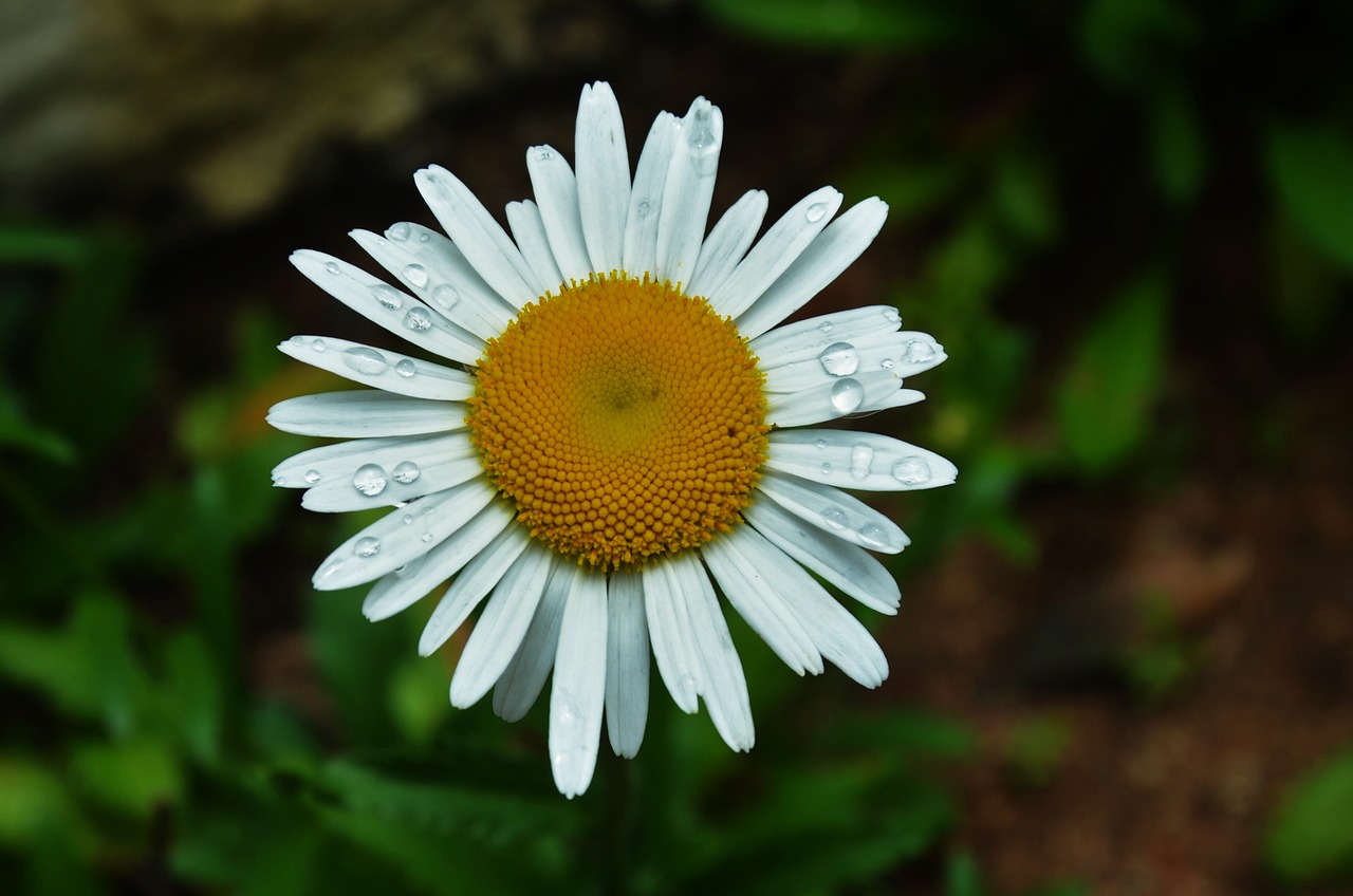 flower garden nature free photo