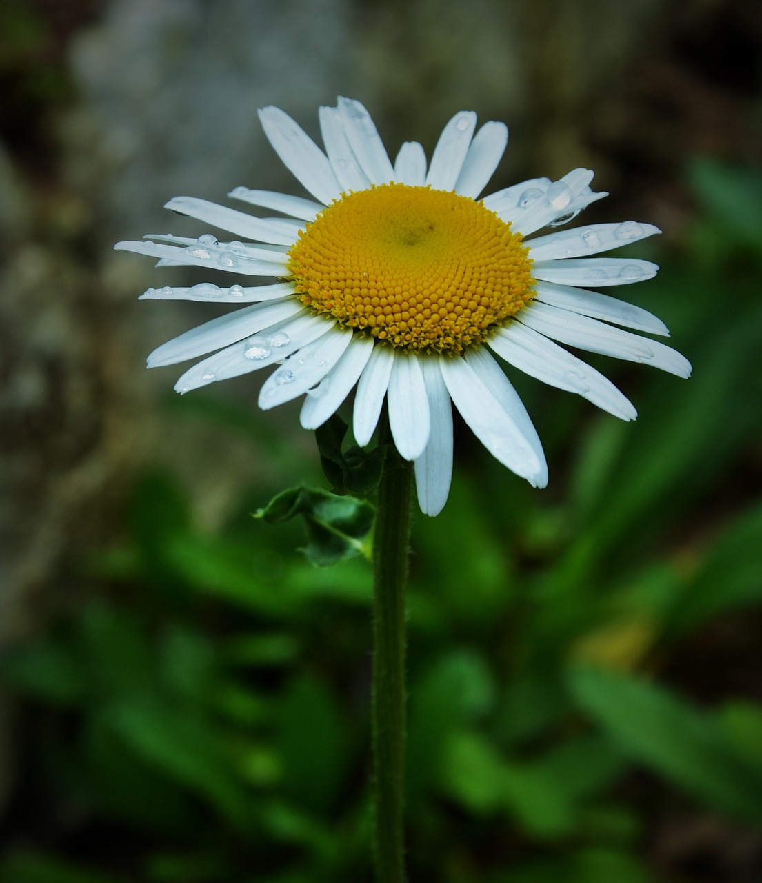 flower garden nature free photo