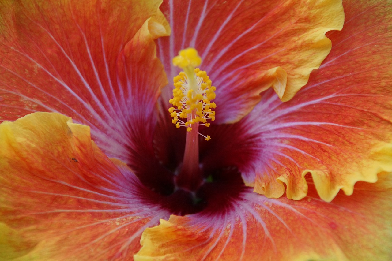 flower orange orange flower free photo