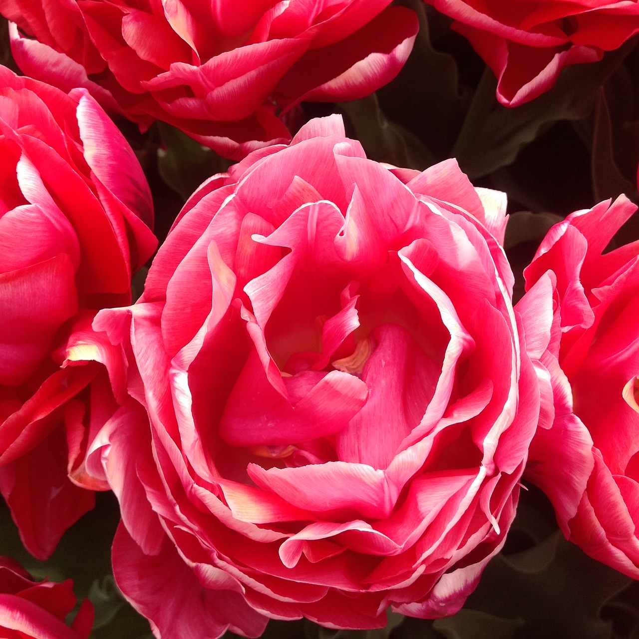 flower tulip keukenhof garden free photo