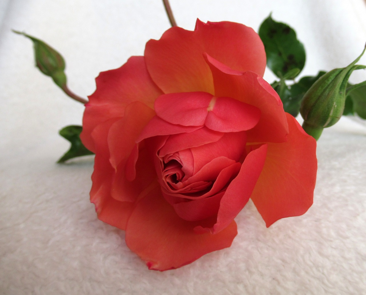 flower rose plant free photo