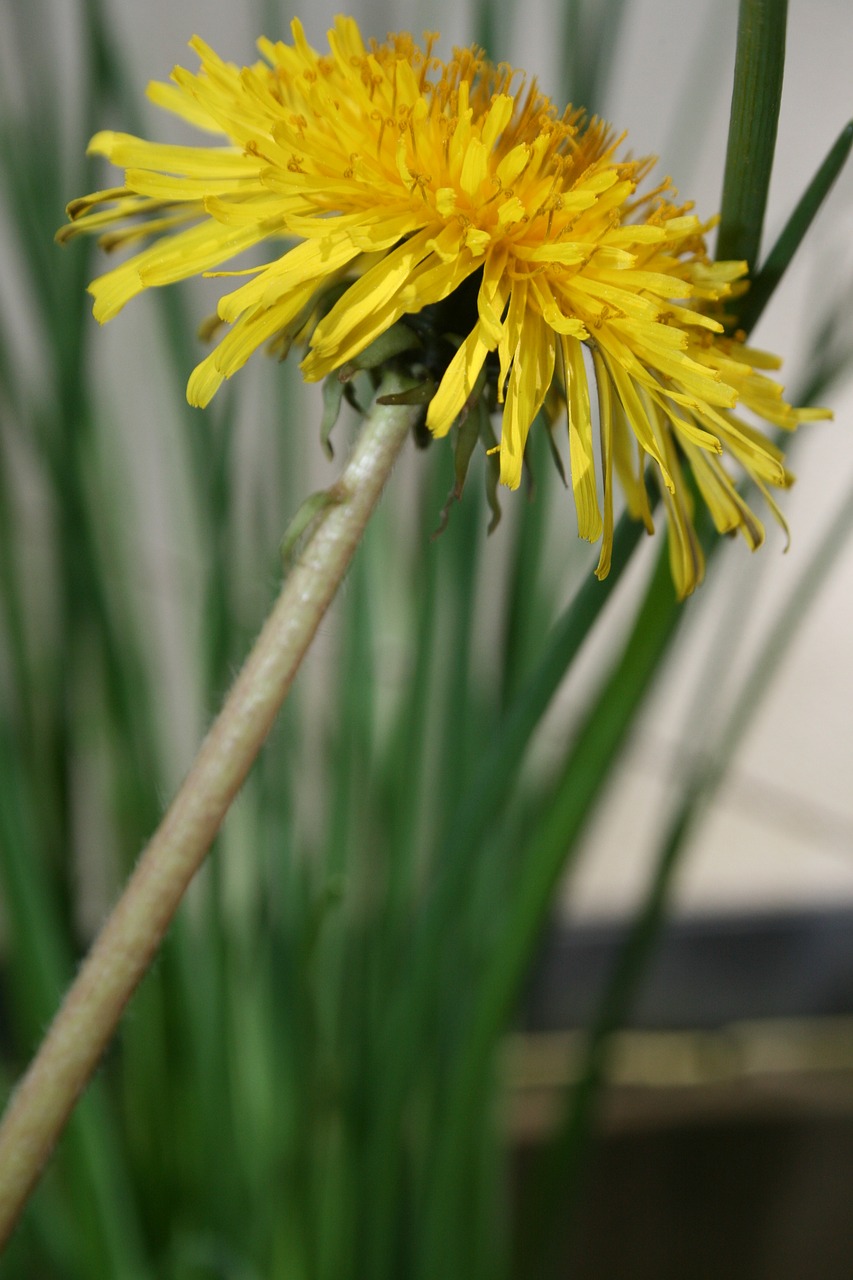 flower dandelion summer free photo