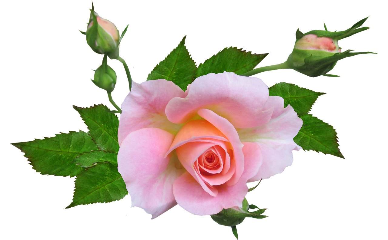 flower rose pink free photo