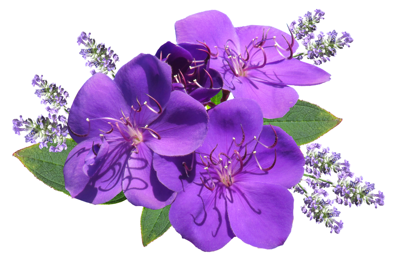 flower purple with lavender free photo