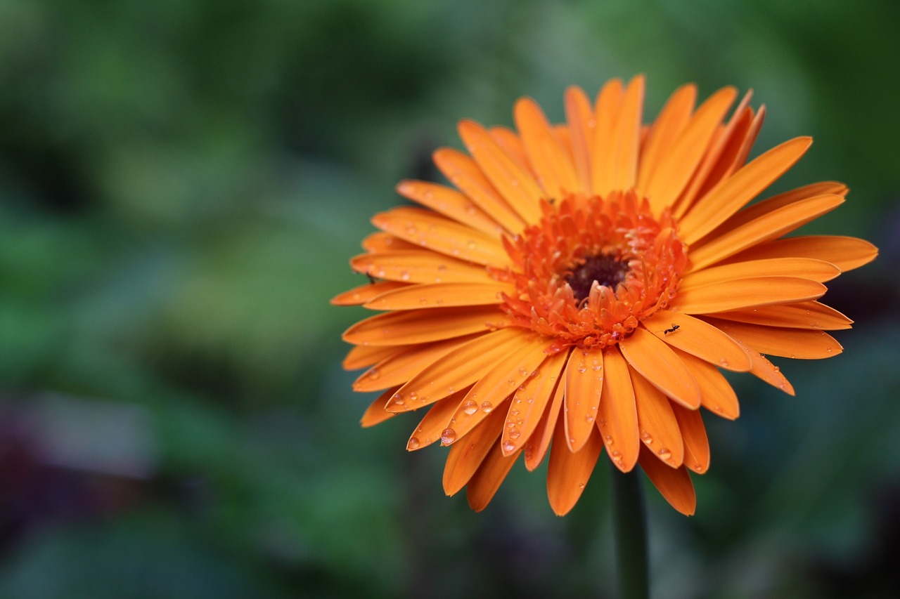 flower doi pui chiang mai free photo