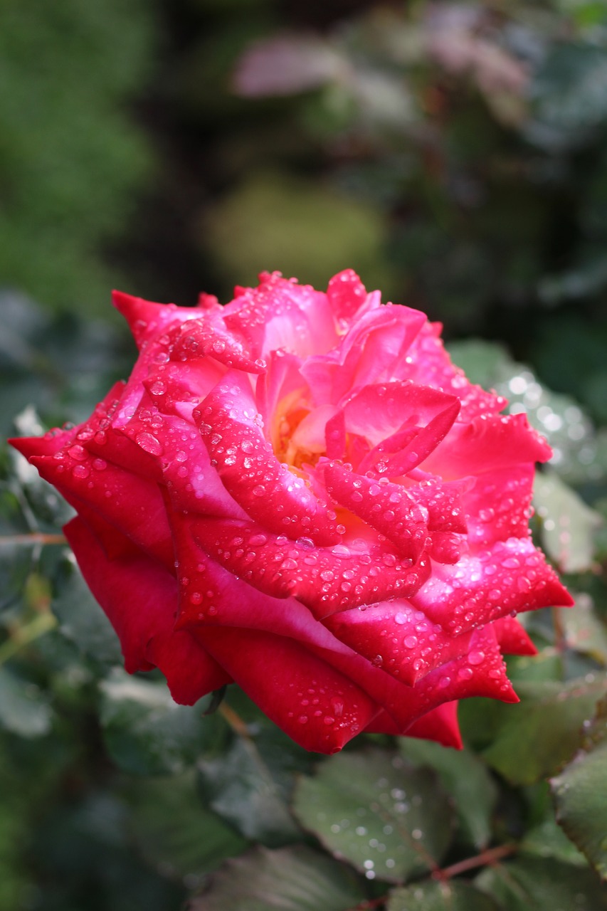 flower rose doi suthep free photo