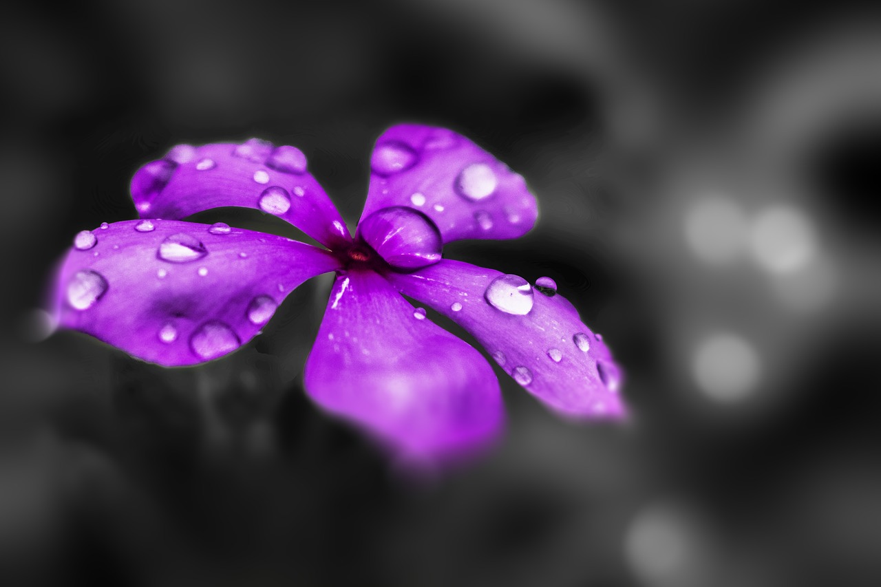 flower purple purple flowers free photo