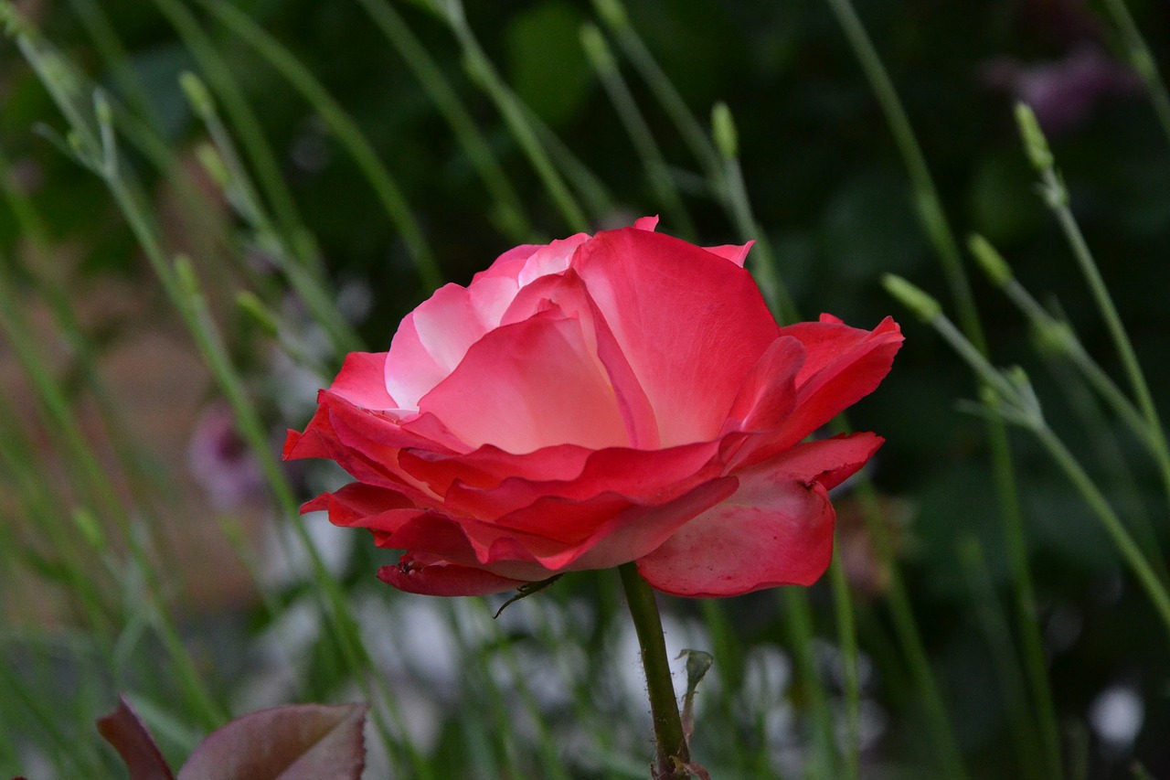 flower red grass free photo