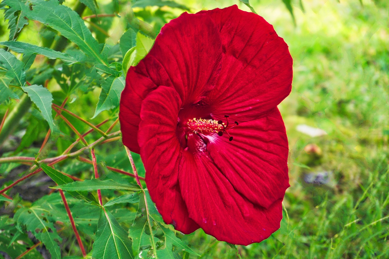 flower hdr nature free photo