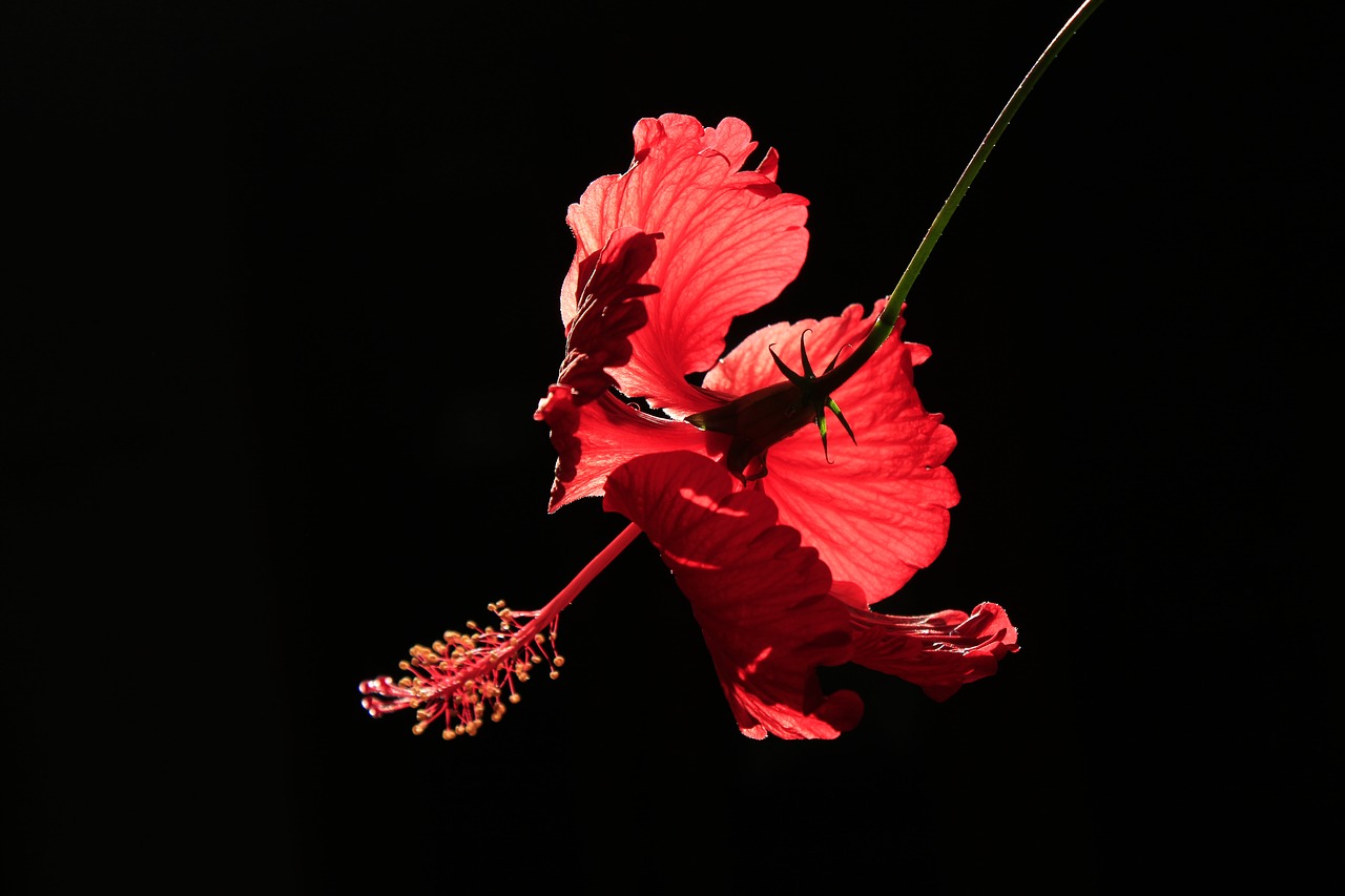 flower red backlight free photo