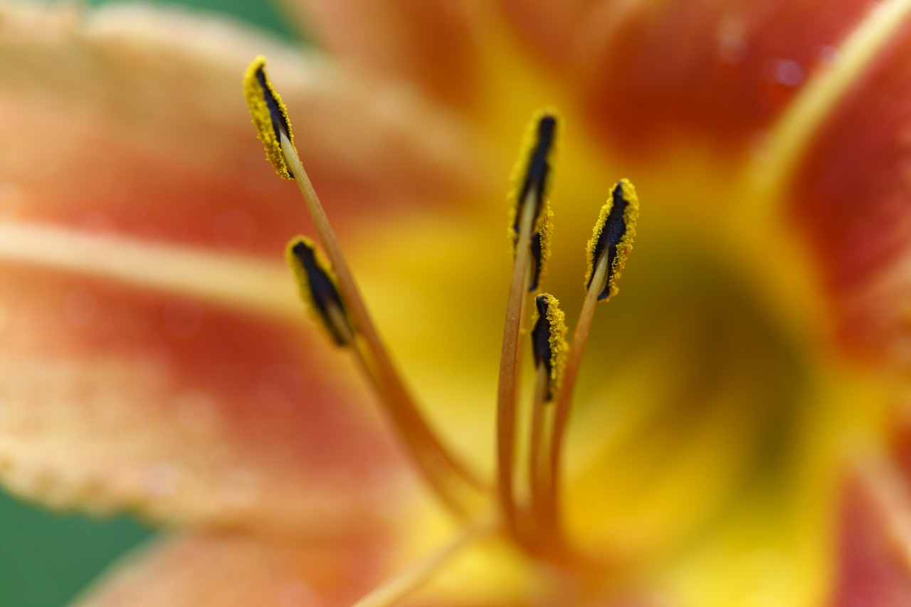 flower smell spring free photo