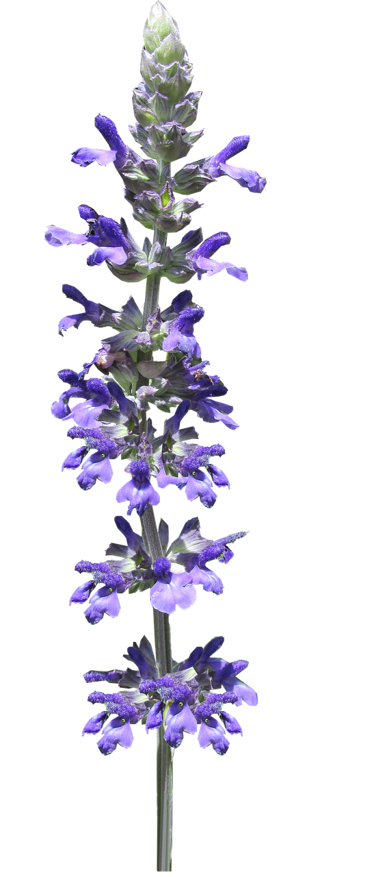 flower stem blue free photo