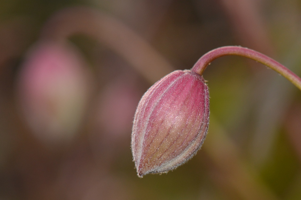 flower spring nature free photo