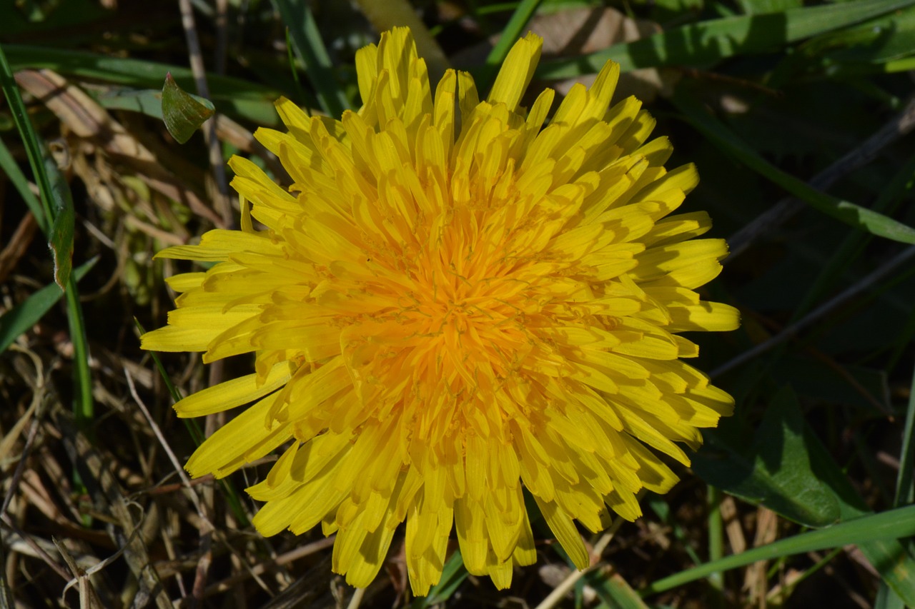 flower dandelion yellow free photo