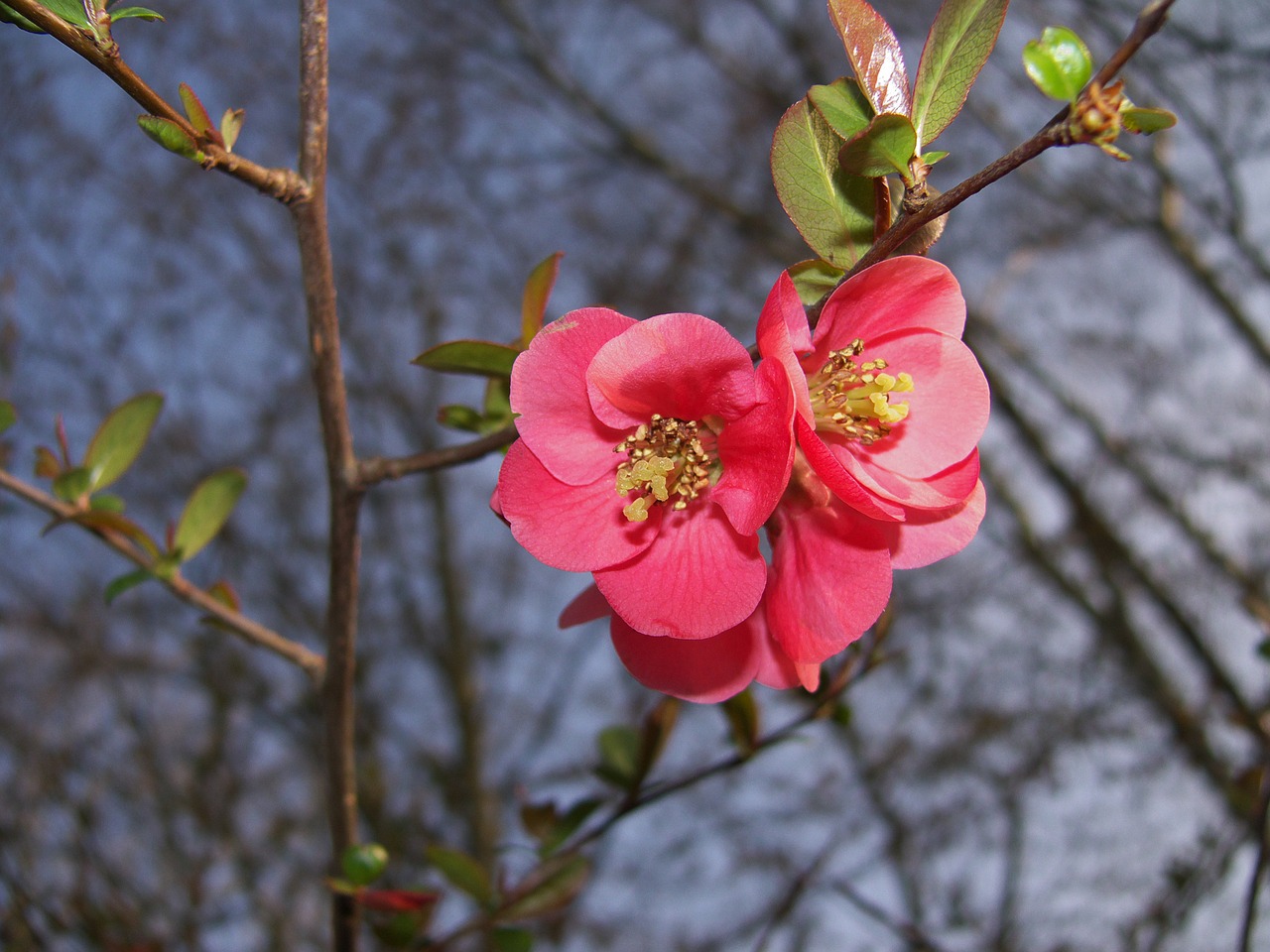 blossom bloom pink free photo