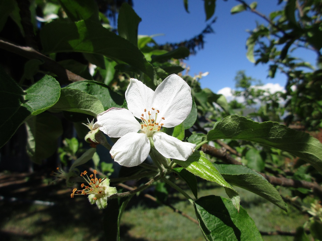 flower tree blue sky free photo