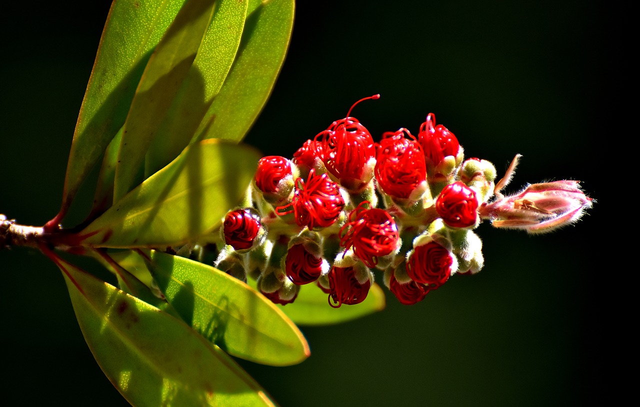 flower red lemon bottlebrush free photo