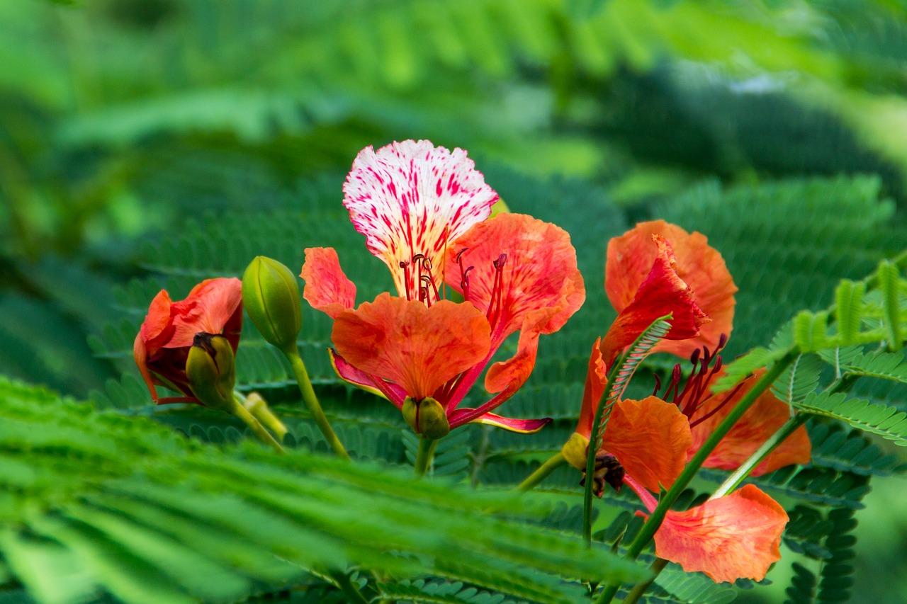 flower green nature free photo