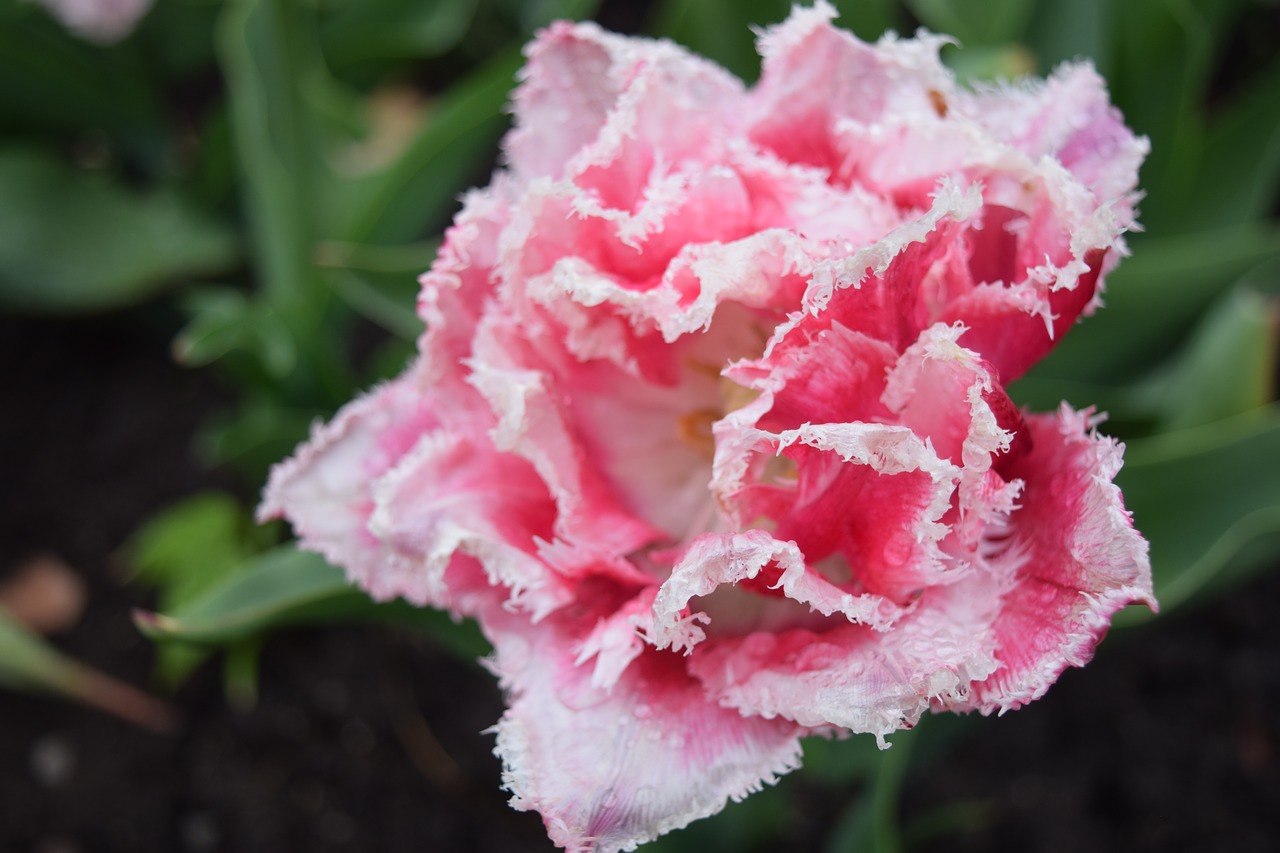 flower pink pink flowers free photo