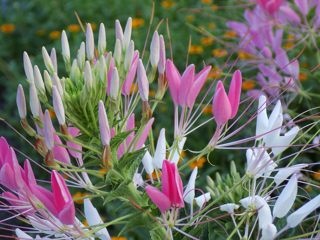 flower pink beautiful free photo