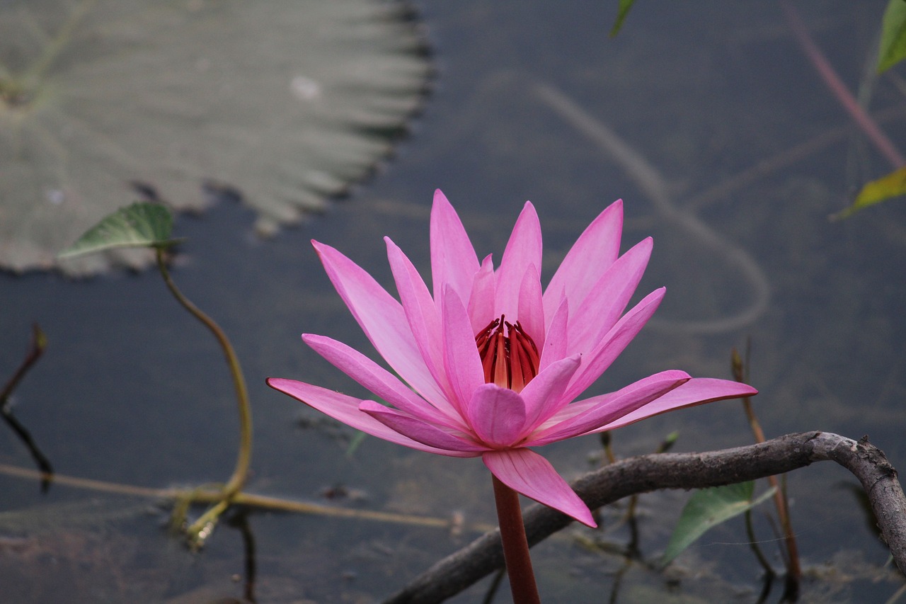 flower lotus pink free photo