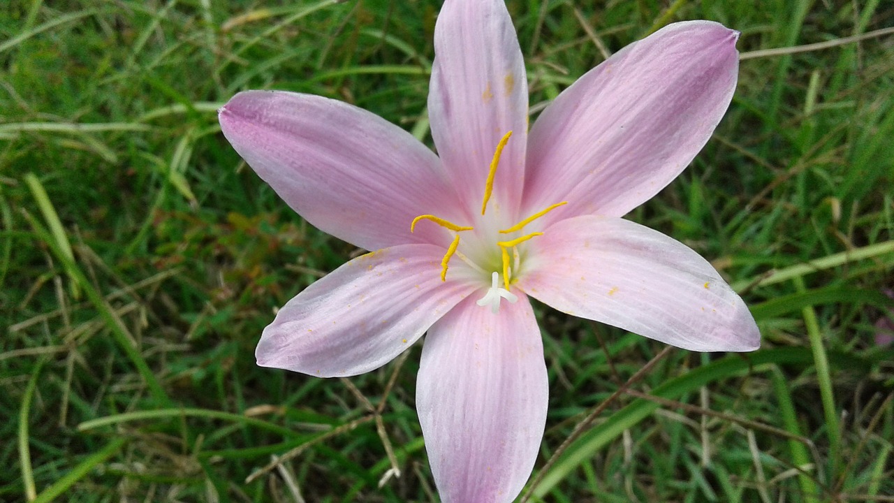 flower purple hex free photo