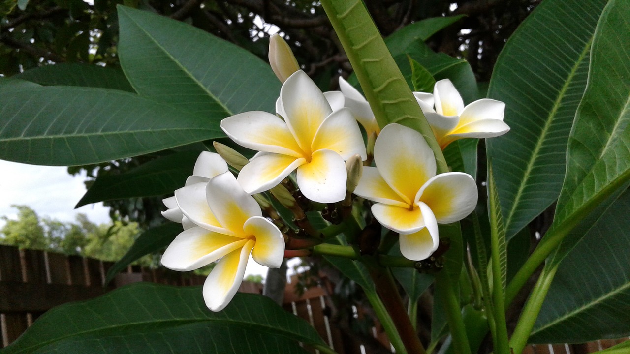 flower white yellow free photo