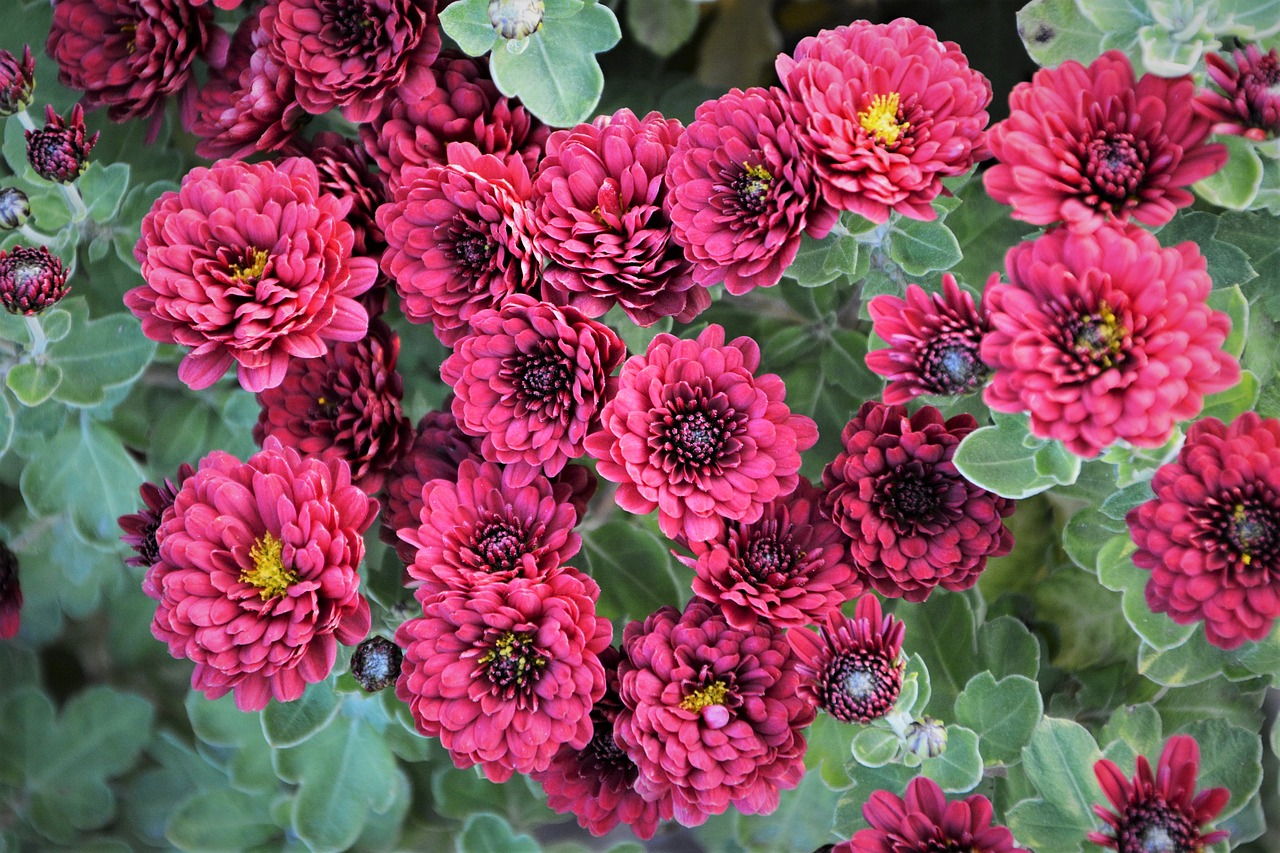 flower chichewa live vivid color free photo