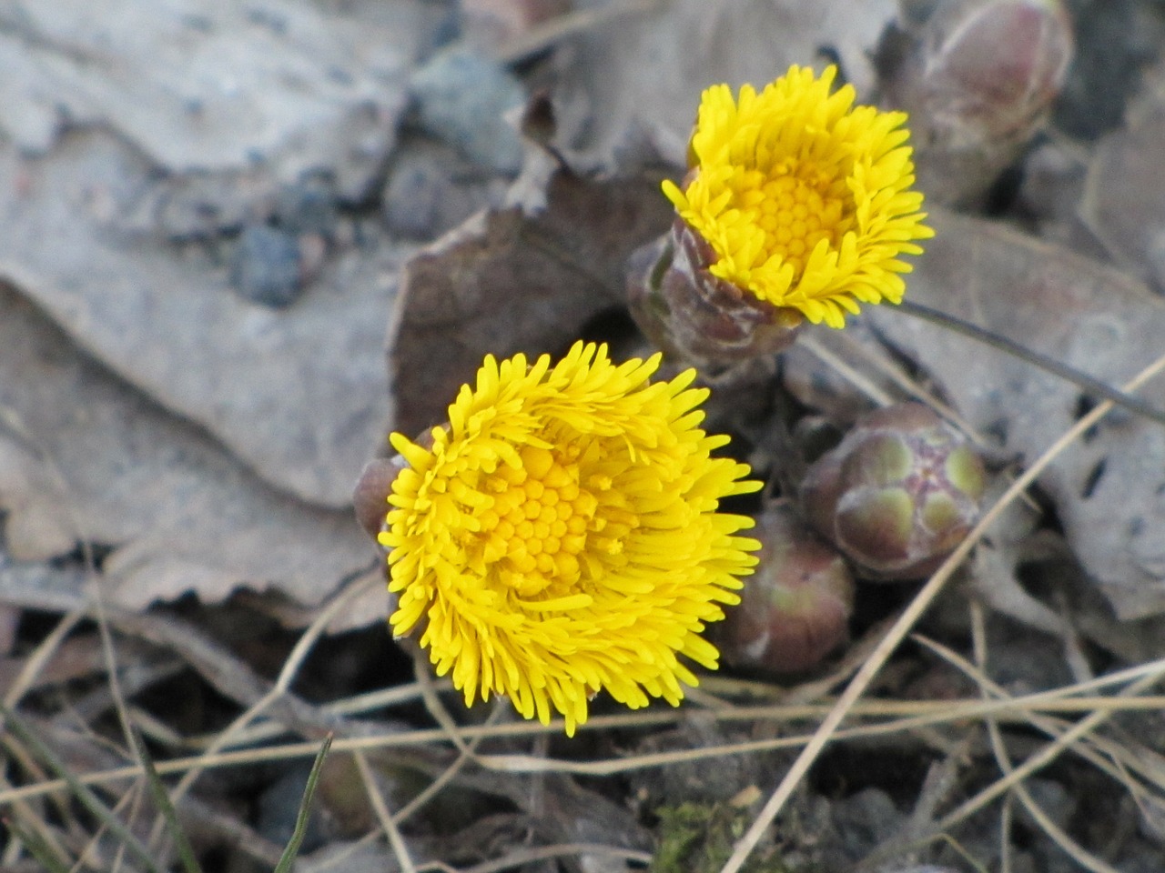 flower yellow coltsfoot free photo