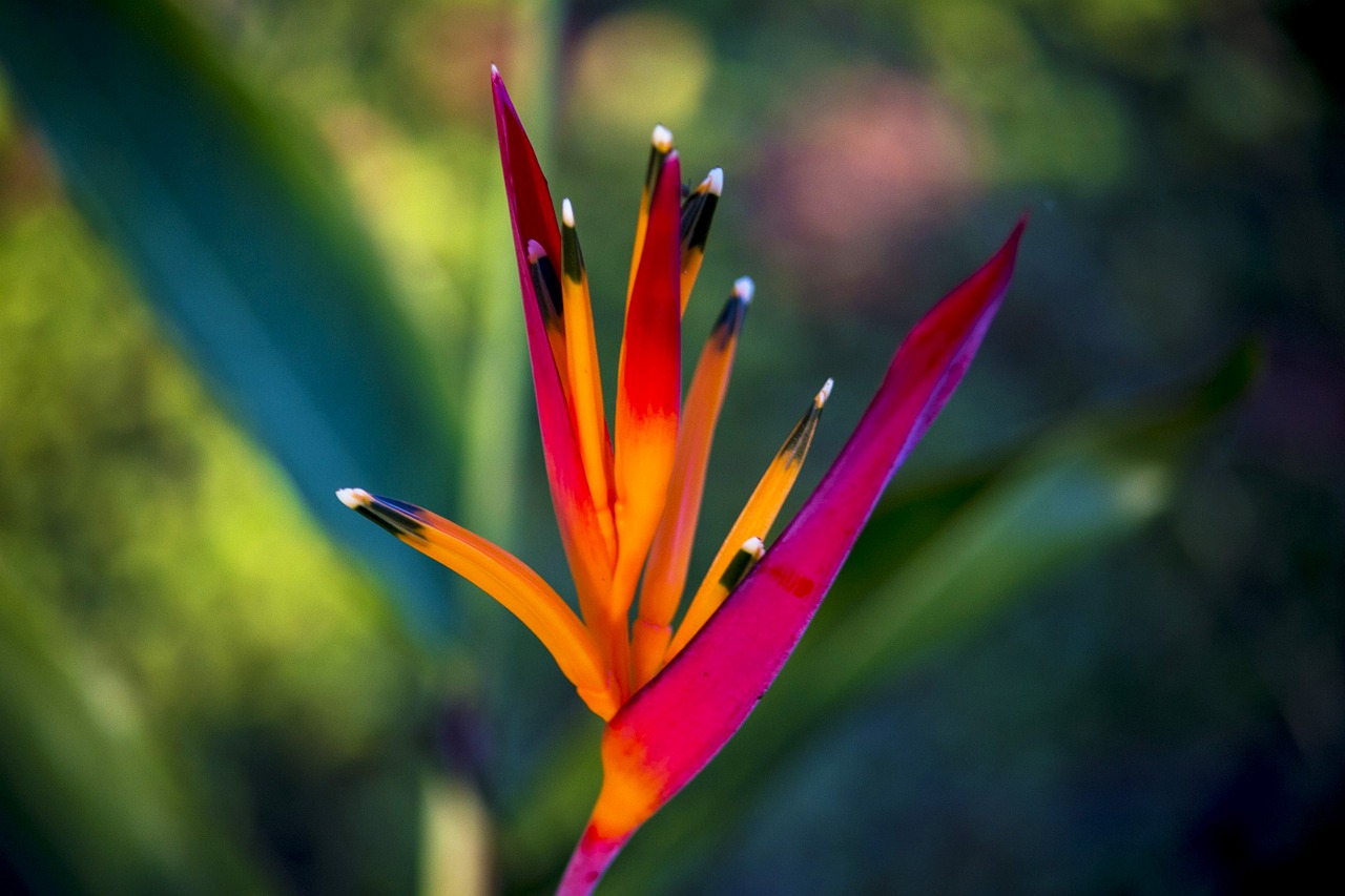 flower foliage garden free photo