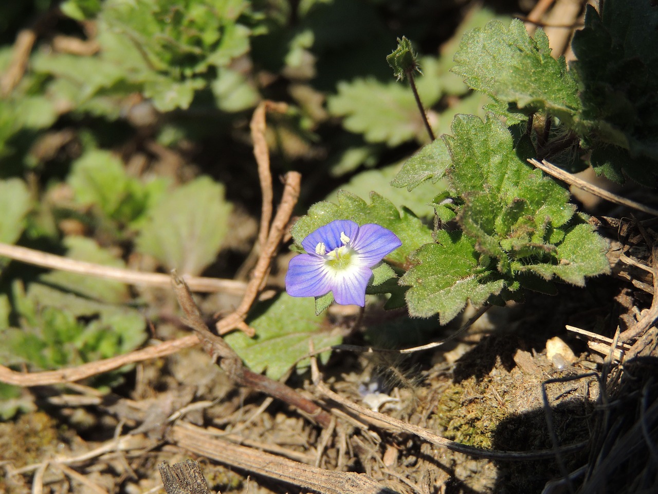 blossom bloom violet free photo