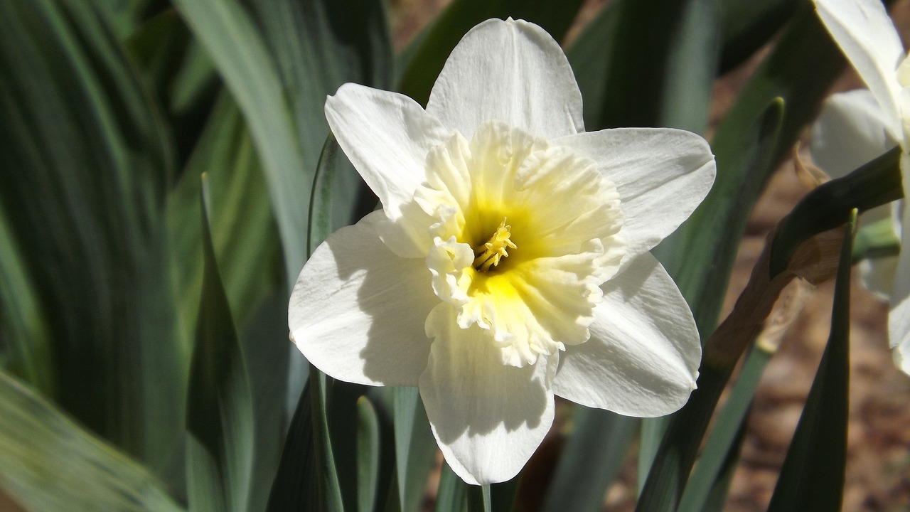 flower plant nature free photo