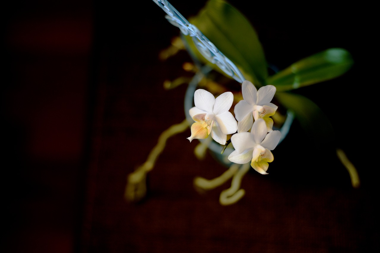 flower orchid roštín free photo