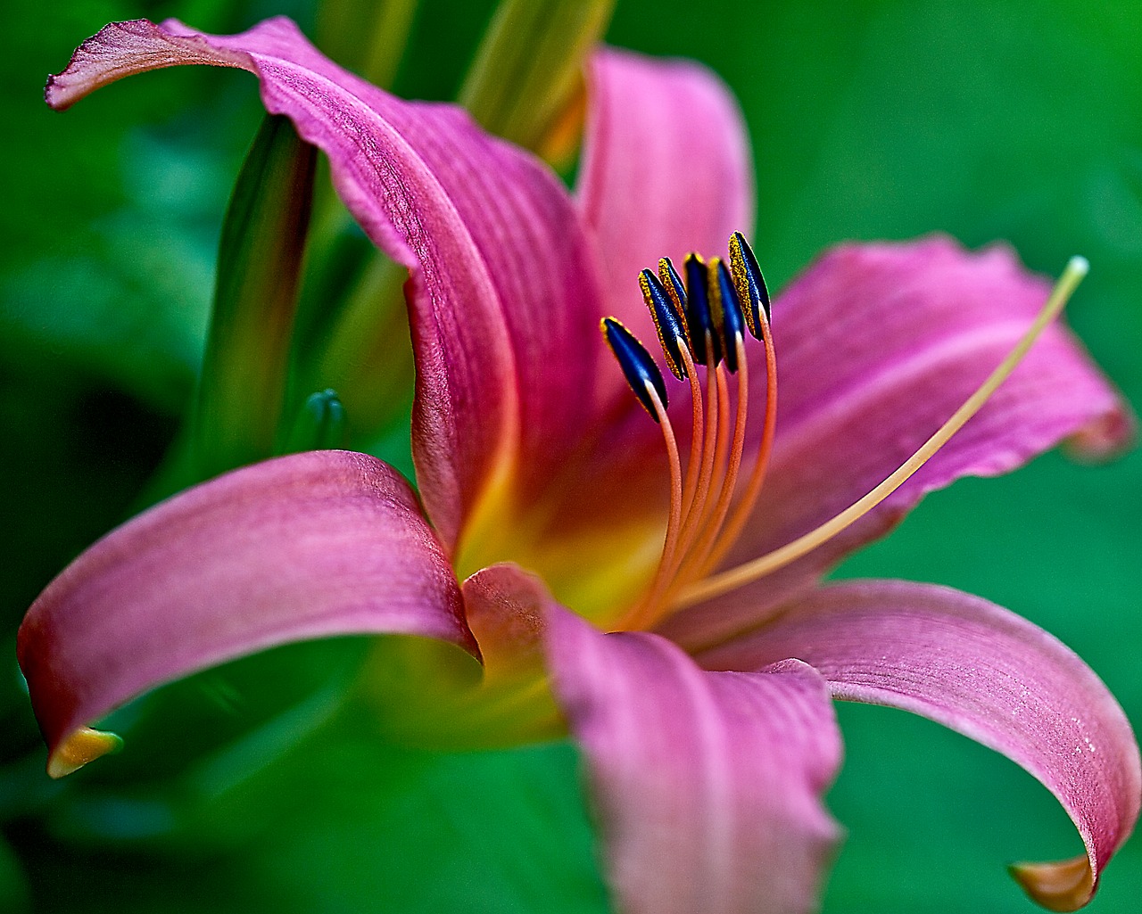 flower lily large flower free photo